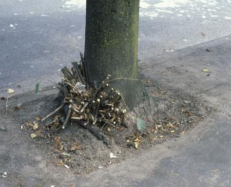 wall-clipped_branches