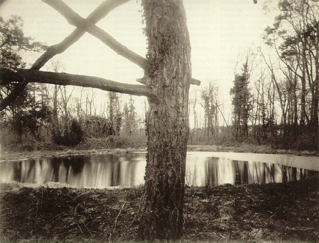 atget-1925-tree_sceaux