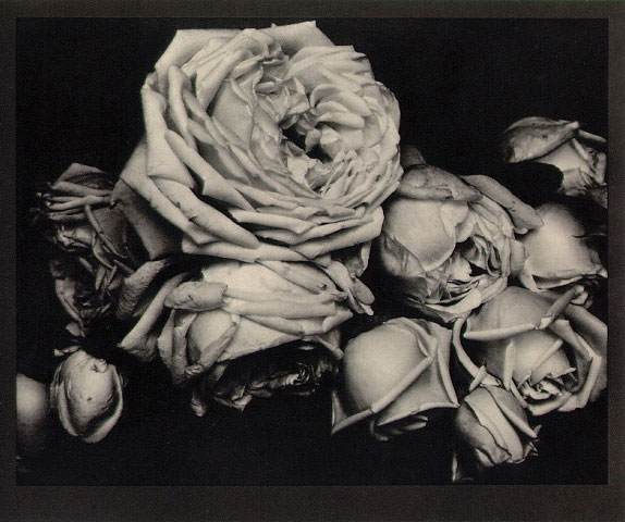 steichen-1914-heavy_roses