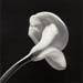 mapplethorpe-1984-calla